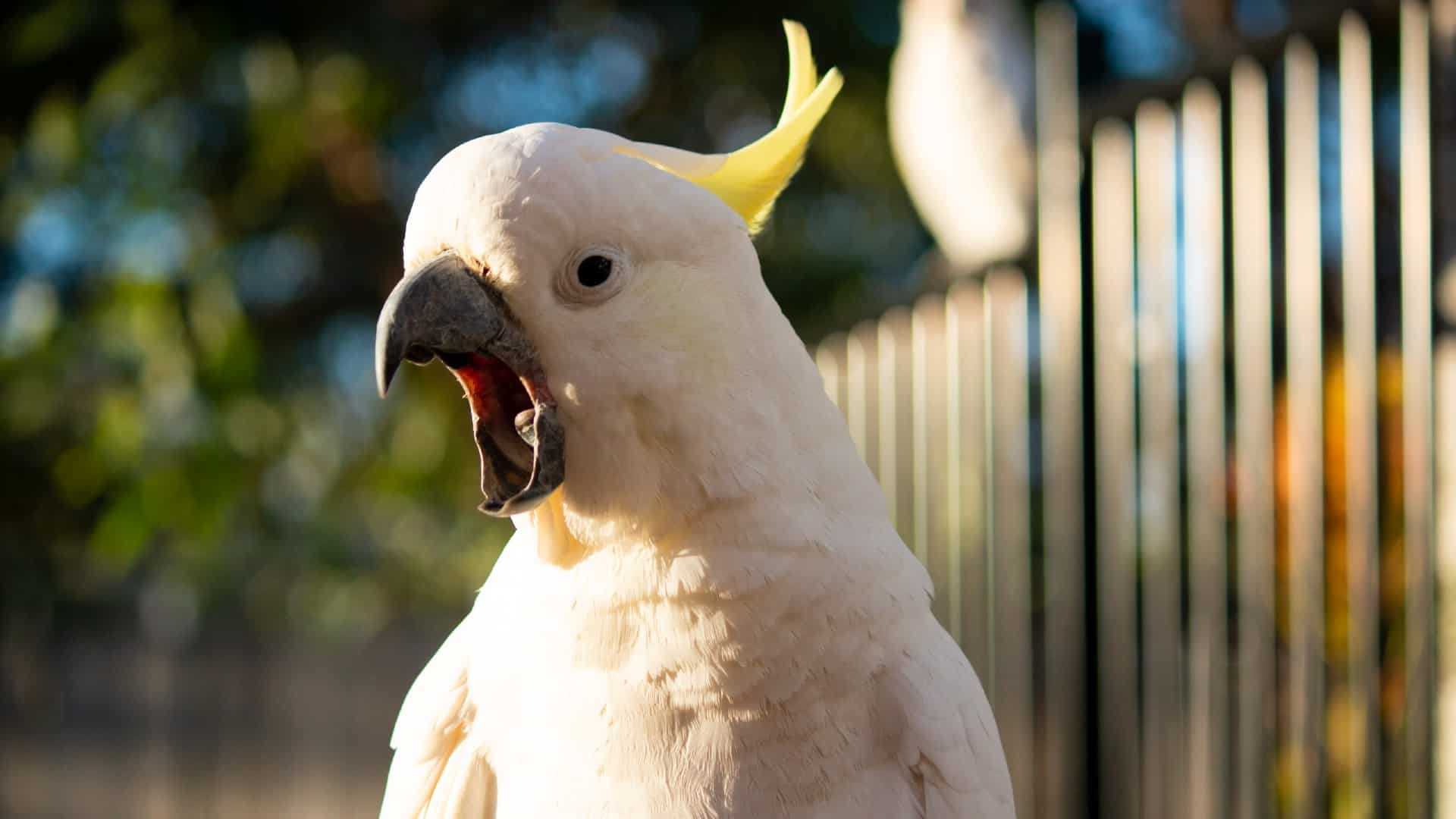 a cockatoo opens its mouth widely as though it is squawking as it looks sideways at the camera.