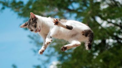 A cat flies through the air.