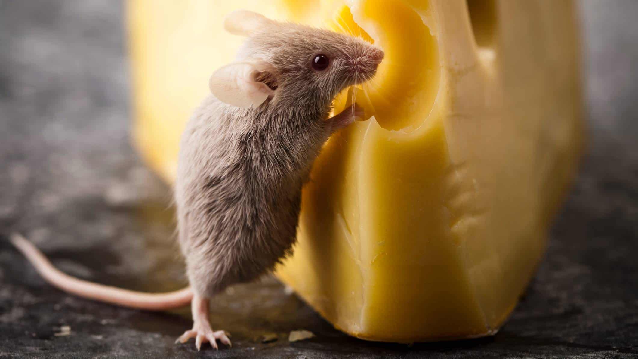 A cute tiny mouse nibbling on a block of cheese symbolising the falling Bega Cheese share price today