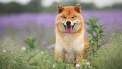 a cute shiba inu smiles in the foreground of a field of wildflowers.