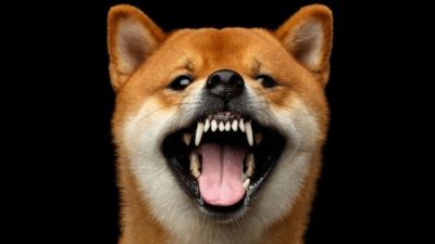a shiba inu dog bares its teeth to the camera.