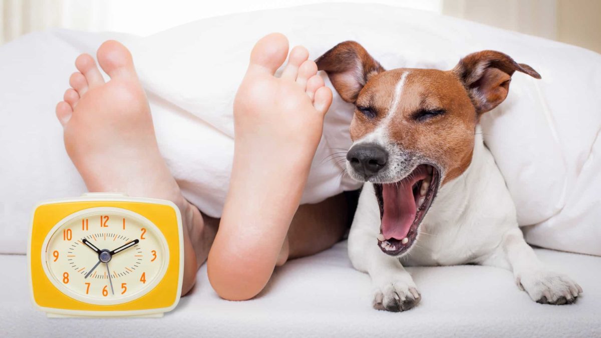 a cute jack russell dog closes its eyes and yawns as if waking up from a long sleep underneath a doona cover next to a pair of feet with an old-fashioned alarm clock nearby.