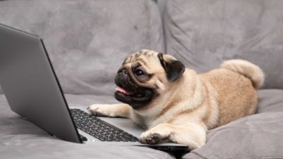 A dog sits on the couch, working on a laptop.