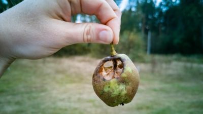 A hand holds up a rotten apple in an orchard.