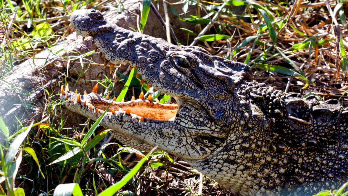 an alligator opens its mouth as it basks in the sun amid greenery.