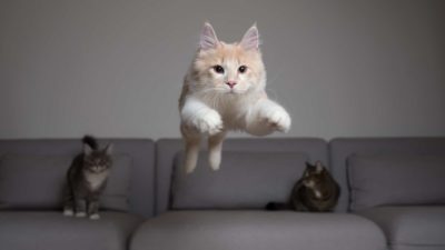 Cat jumping from a sofa, symbolising dead cat bounce.