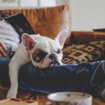 A man and his dog snooze on the couch