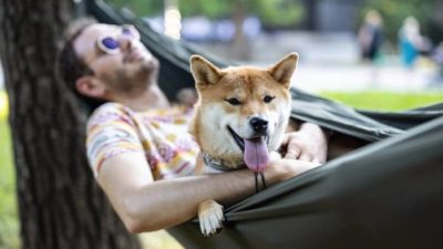 a shiba inu dog looks happily at eh camera with his tongue out while his owner hods him on his chest as he sleeps on a hammock.