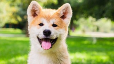 a cute young shiba inu dog smiles at the camera in a park setting.