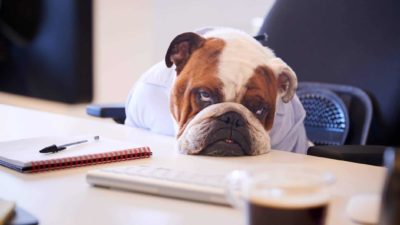 a tired and sad looking bulldog sits at an office desk with a pen an paper on it and a cup of coffee with his head resting on the desk as he gives a mournful look to the camera.