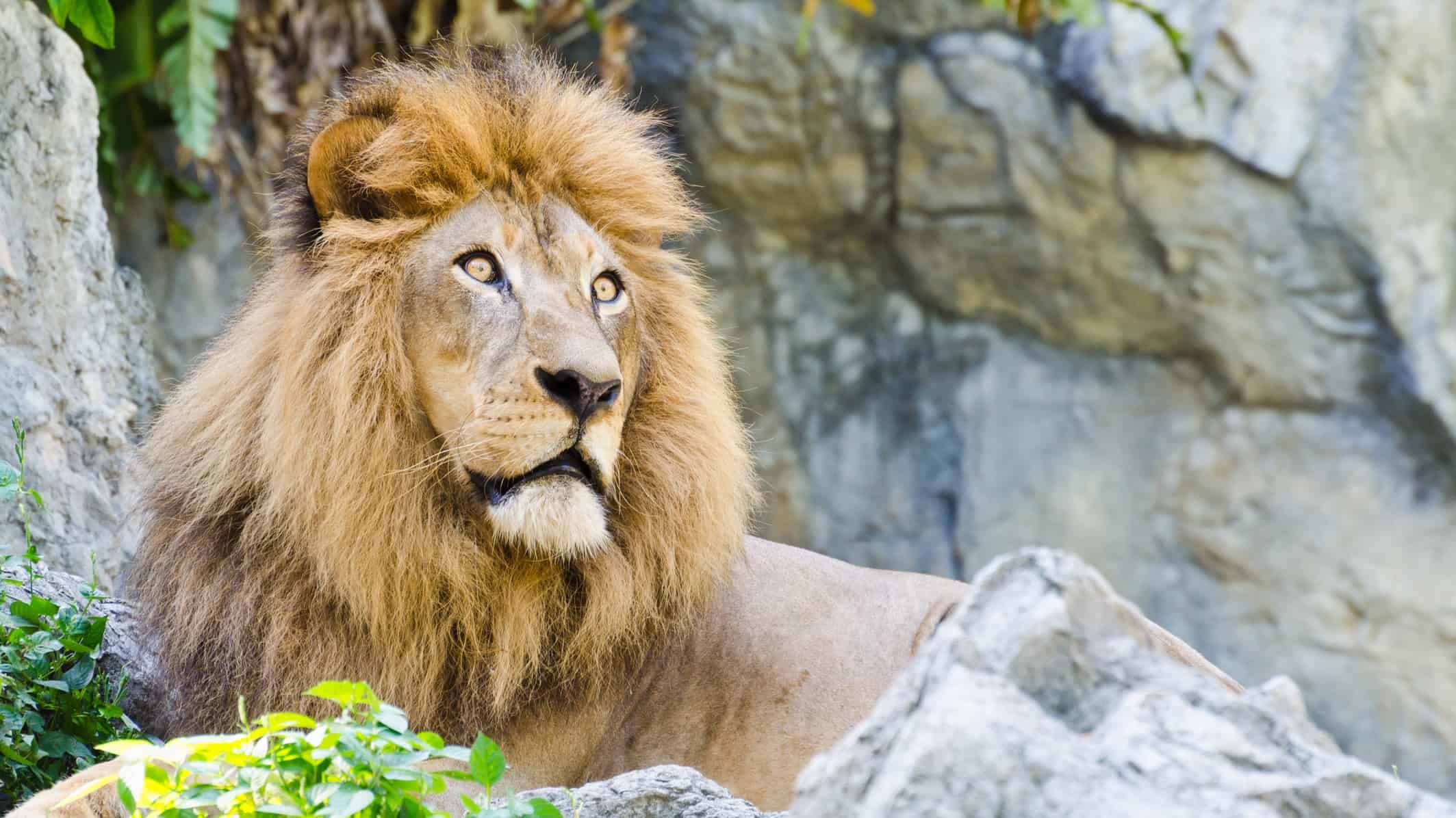 a male lion with a large mane sits atop a rocky mountain outcrop surveying the view.