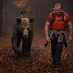 A large brown grizzly bear follows a male hiker who walks along a path littered with leaves in the woodest forest.