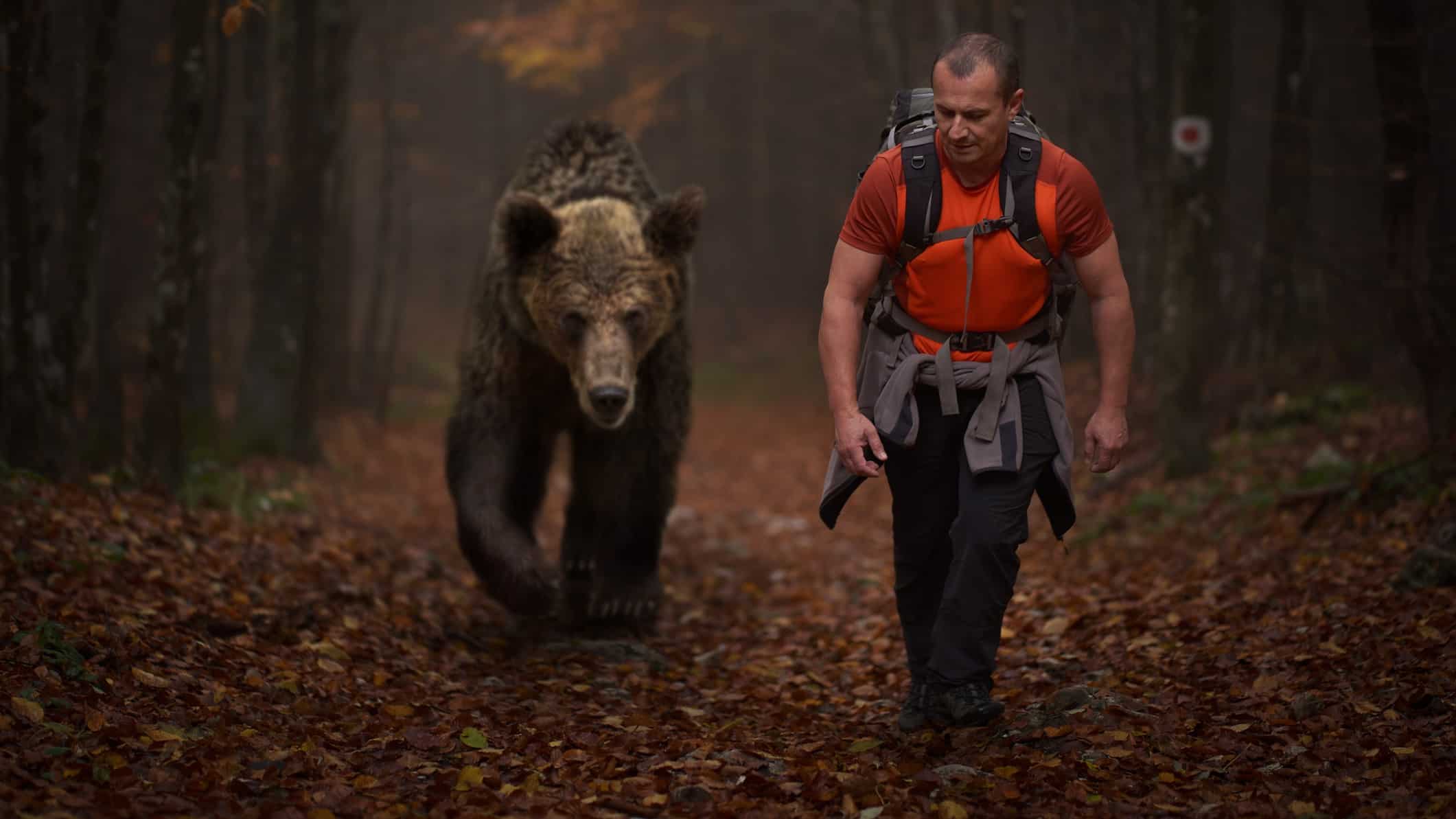 A large brown grizzly bear follows a male hiker who walks along a path littered with leaves in the woodest forest.