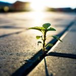 A green shoot protrudes between two pavers on the ground with the fading sun in the background