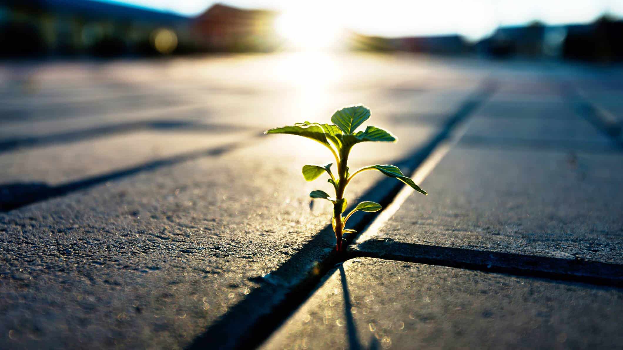 A green shoot protrudes between two pavers on the ground with the fading sun in the background