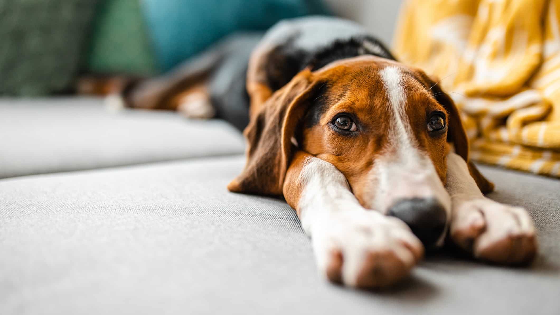 A very sad beagle cross dog lays dejectedly on a sofa with his short legs stretched out in front of him in a pose of flat defeat as he stares sadly at the camera.