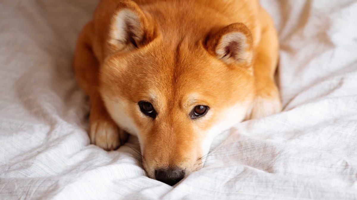 A sad shiba inu dog looks up at the camera while lying on a mat on the floor with a tired look on his face.