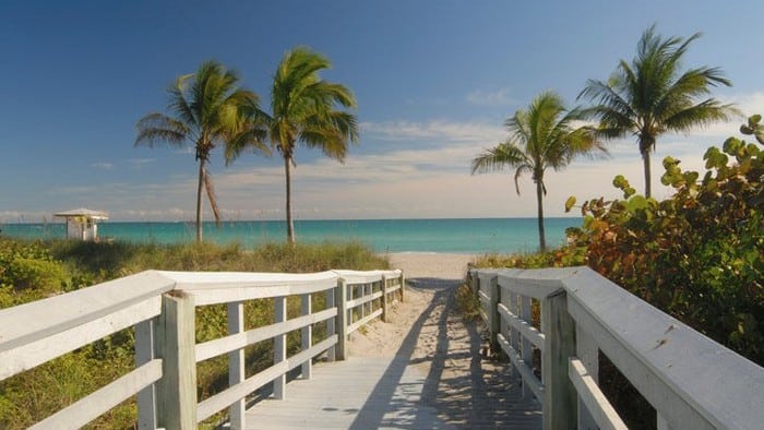 A picture of a walkway heading down to the beach and palm trees on a sunny day.