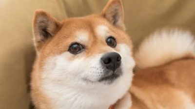 A cute shiba inu dog is pictured in close up with his face looking quizically sweet.