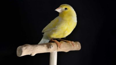 A canary sits on a wooden perch against a dark background.