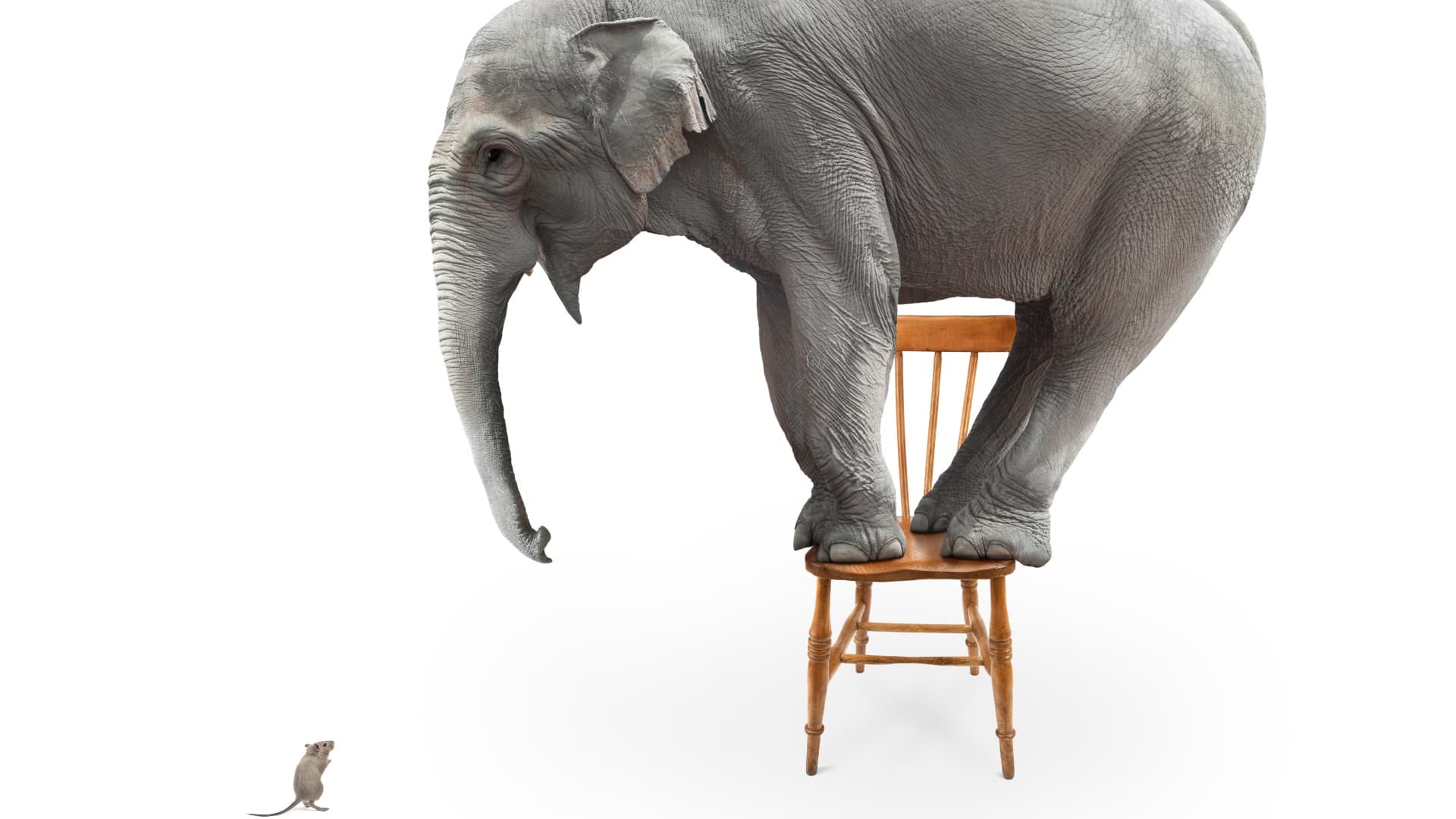 An elephant standing on a chair looking down at a mouse