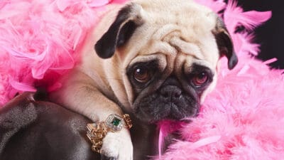 Puk Pukster the Pug is displaying her new piece of jewellery with a sad face.