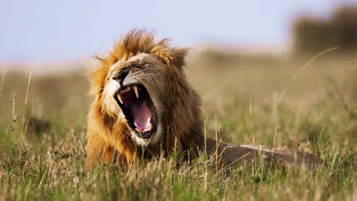 Lion roaring in the wild, symbolising a rising Liontown share price.