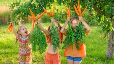Three young girls on a farm hold bunches of carrots triumphantly above their heads.