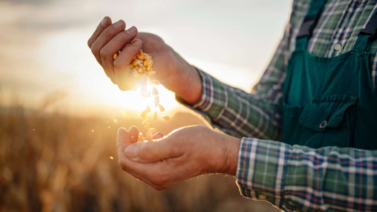 Farmer holding grains in his hands.