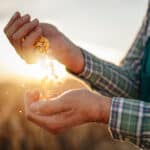 Farmer holding grains in his hands.