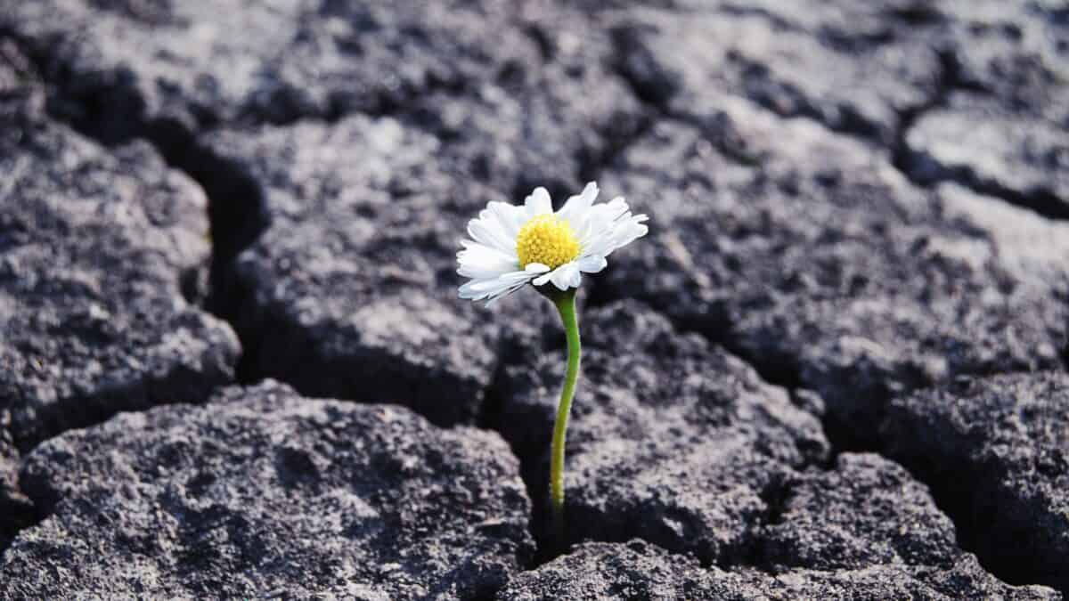 a daisy growing through cracked earth depicting resilience in the face of diversity