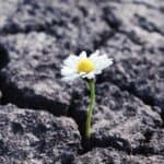 a daisy growing through cracked earth depicting resilience in the face of diversity