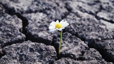 a daisy growing through cracked earth depicting resilience in the face of diversity