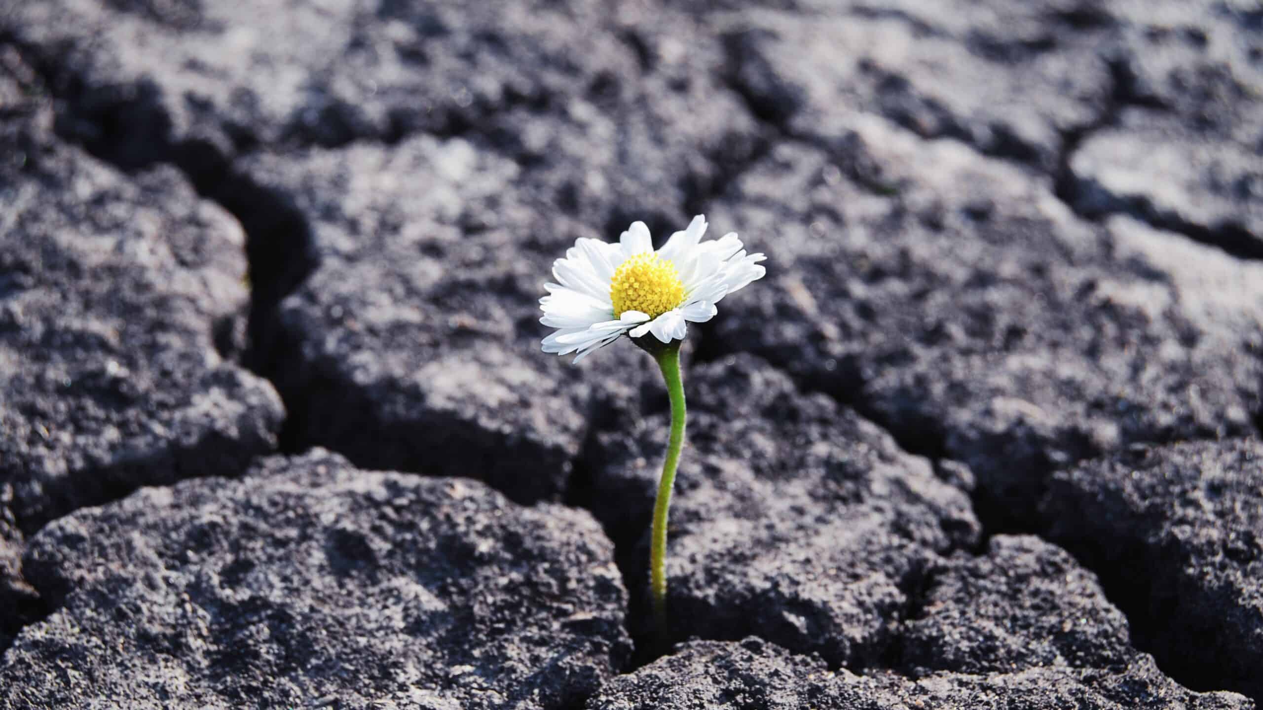 a daisy growing through cracked earth depicting resilience in the face of diversity